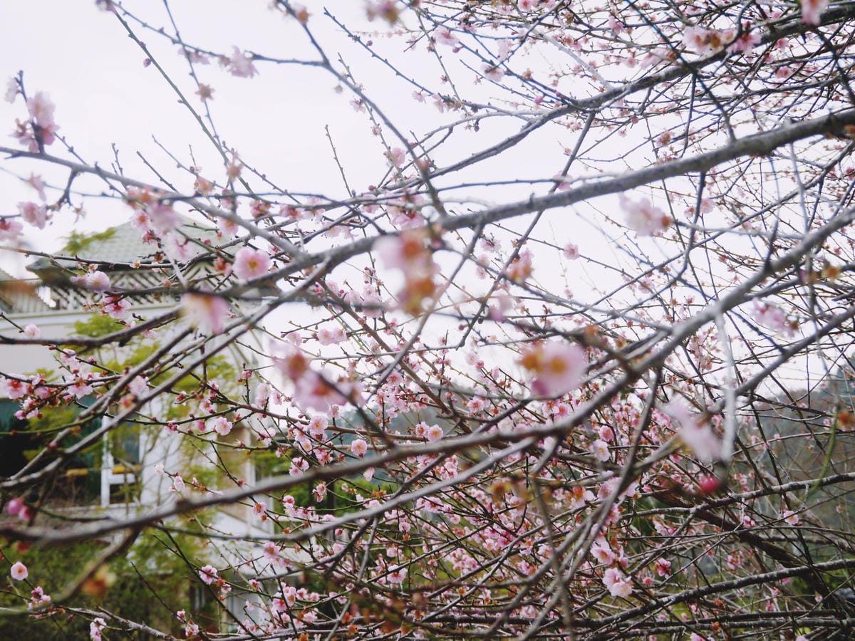 採草莓記 採草莓記