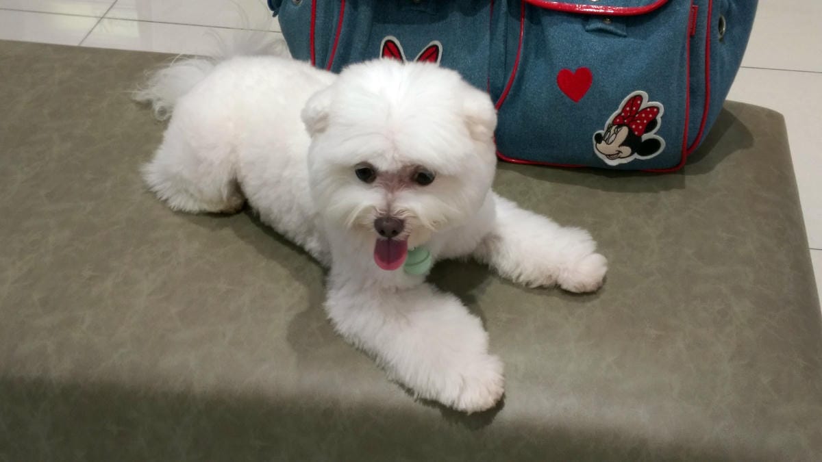 杏桃鬆餅屋 杏桃鬆餅屋