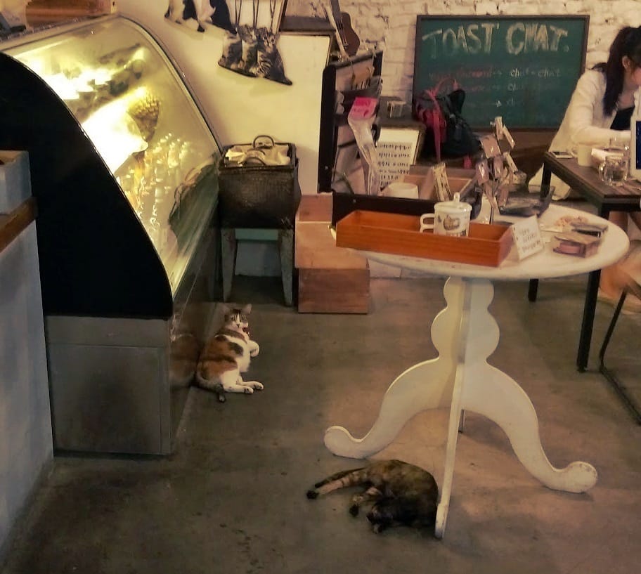 Toast Chat Toast Chat