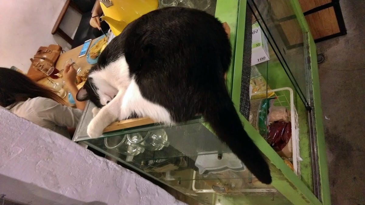 Toast Chat Toast Chat