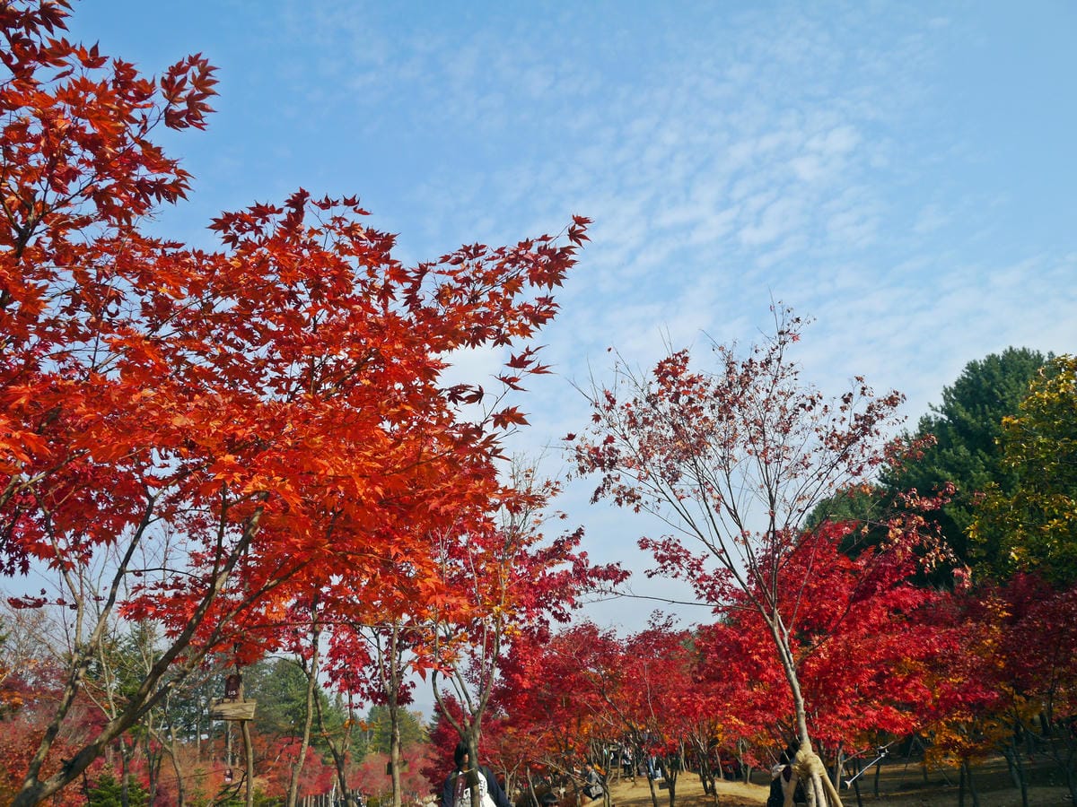 2015韓國旅遊Day3 2015韓國旅遊Day3