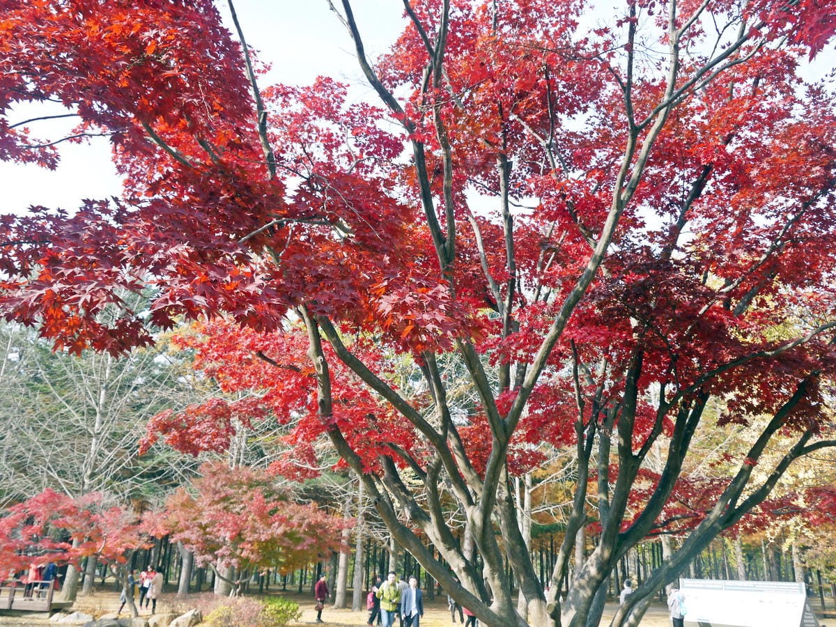 2015韓國旅遊Day3 2015韓國旅遊Day3