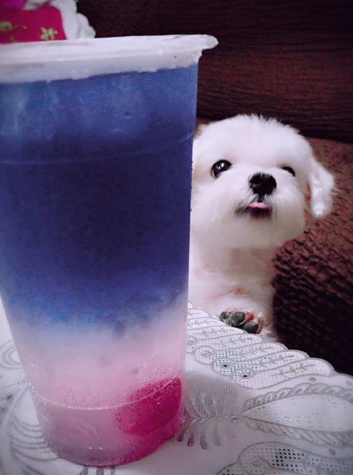 泰讚了thai like tea 手工泰式茶