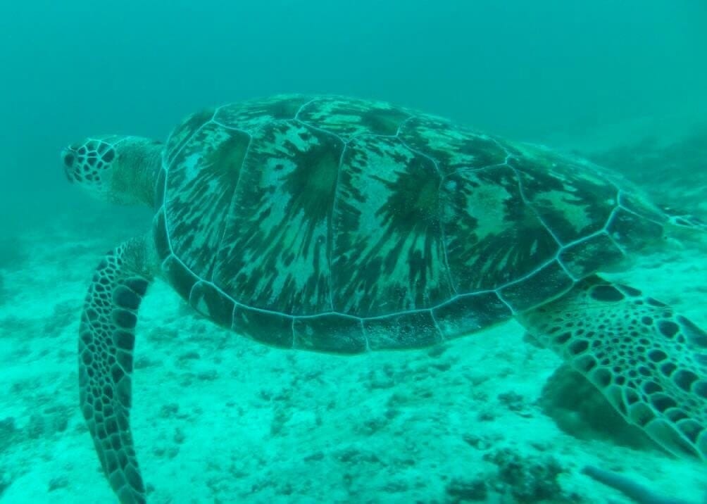 沙皮島 沙皮島