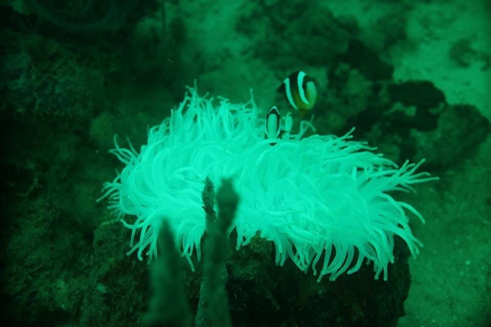 沙皮島 沙皮島