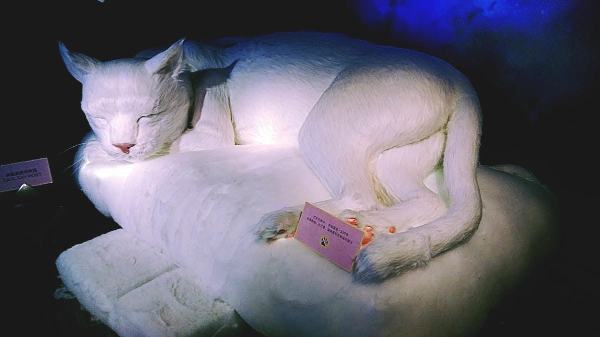 貓蘿紀元年攝影展