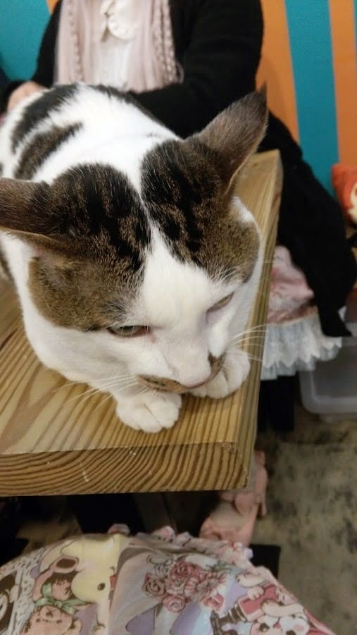 摸摸貓咖啡館