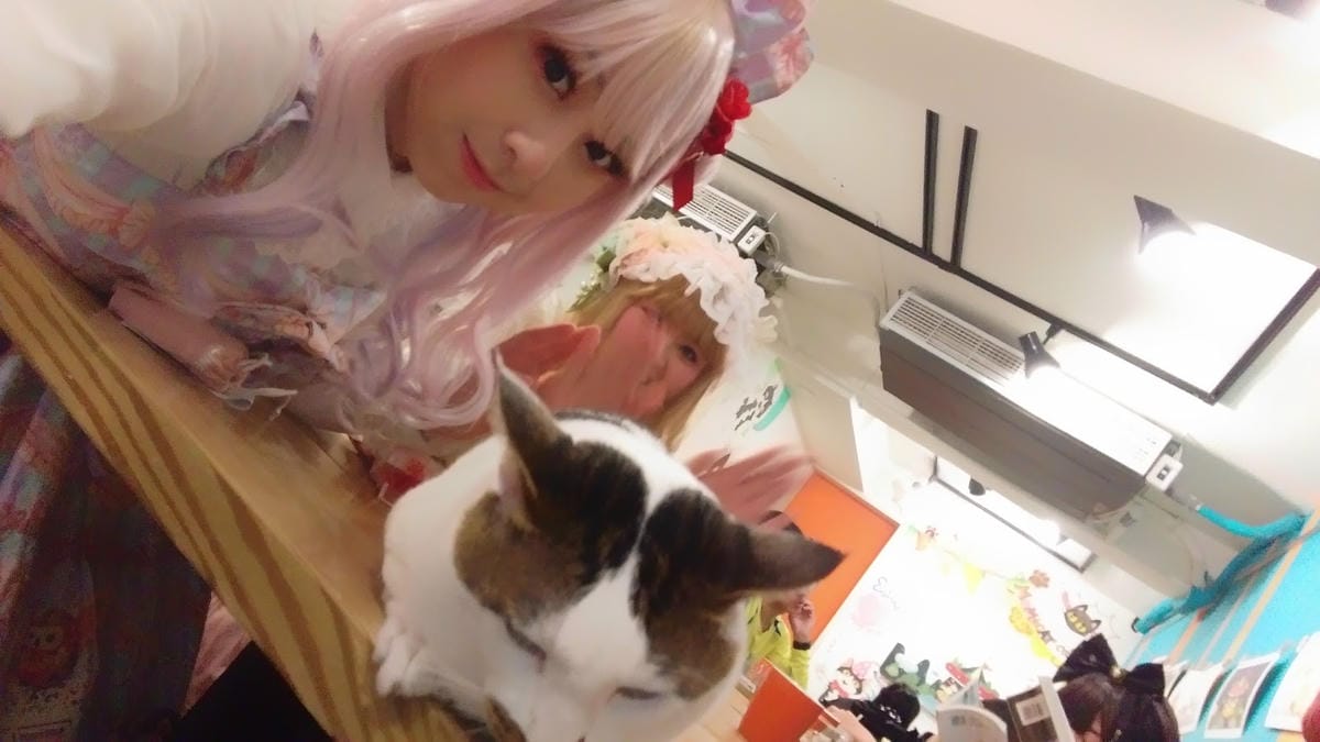 摸摸貓咖啡館