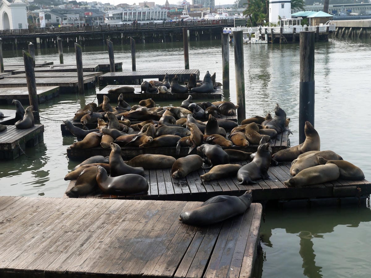 PIER 39