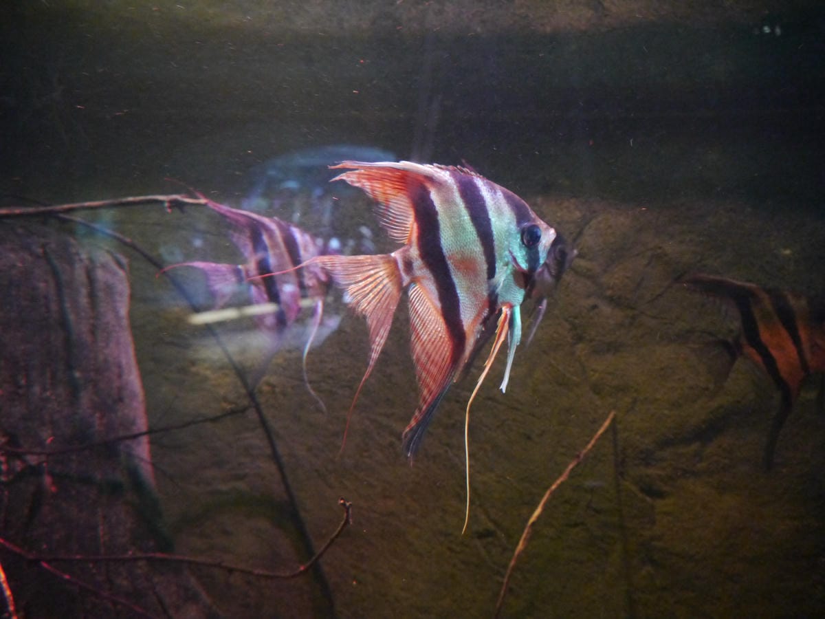 California Academy of Sciences