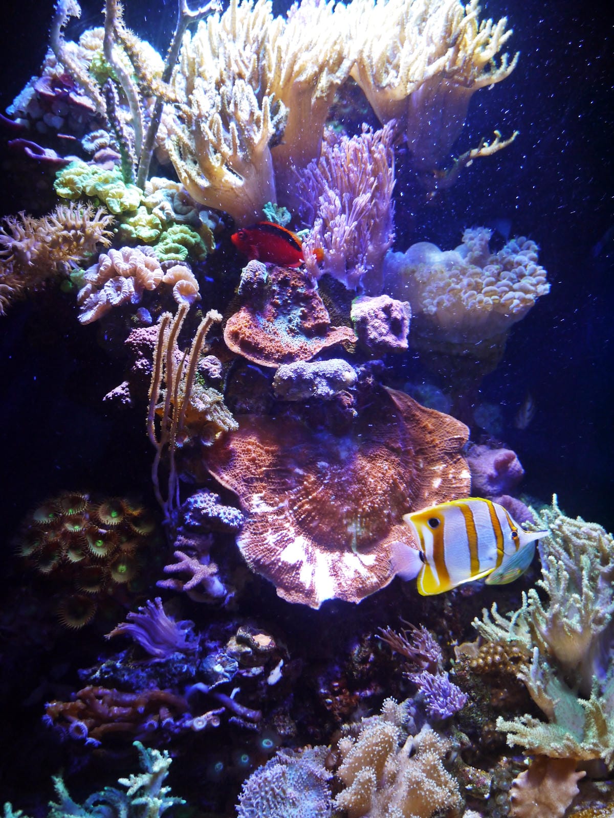 California Academy of Sciences
