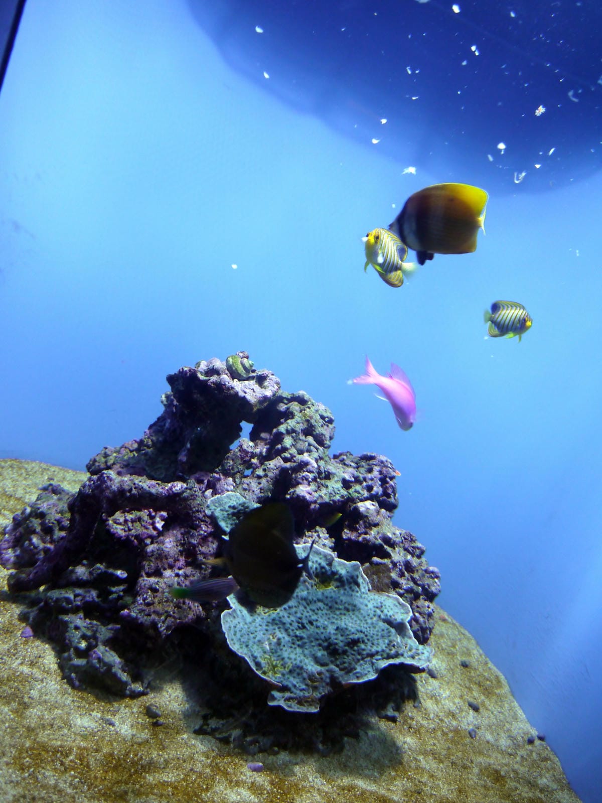 California Academy of Sciences