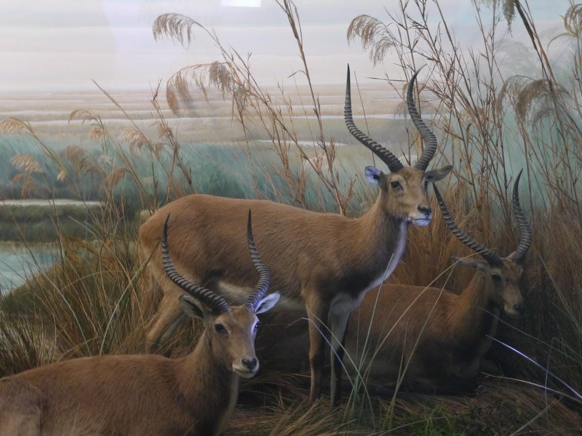 California Academy of Sciences