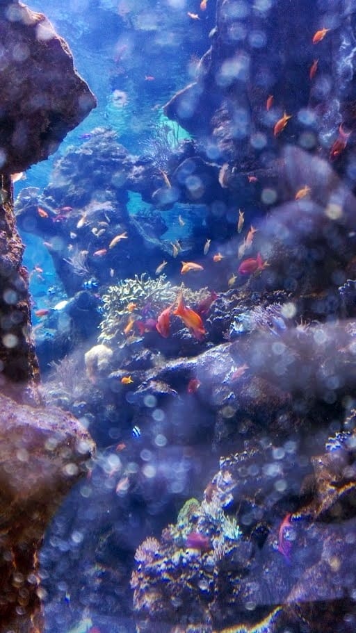 California Academy of Sciences