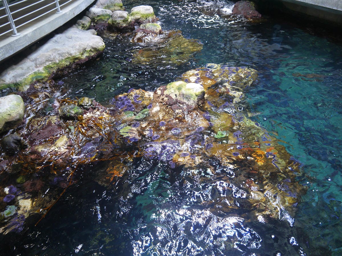 California Academy of Sciences