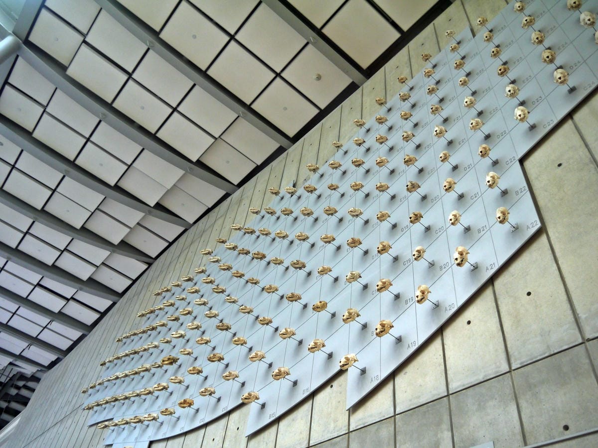 California Academy of Sciences