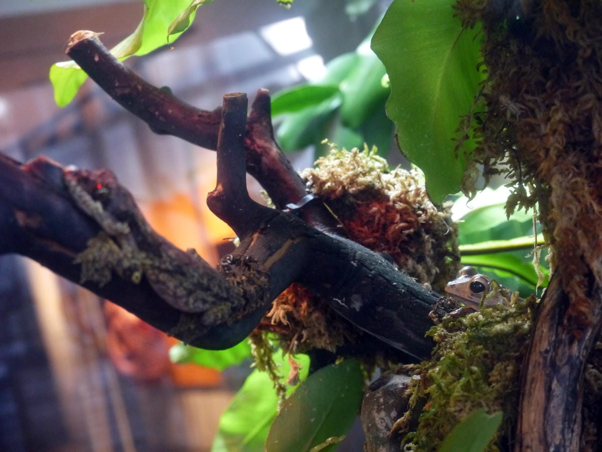 California Academy of Sciences