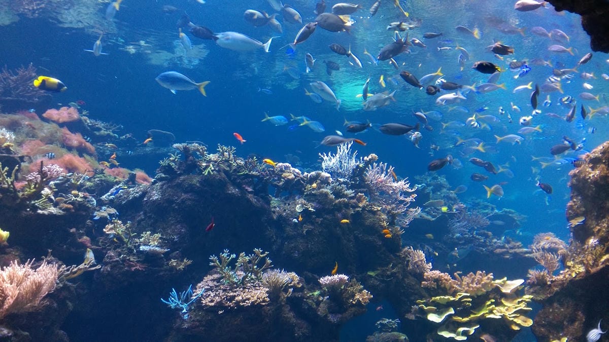 California Academy of Sciences
