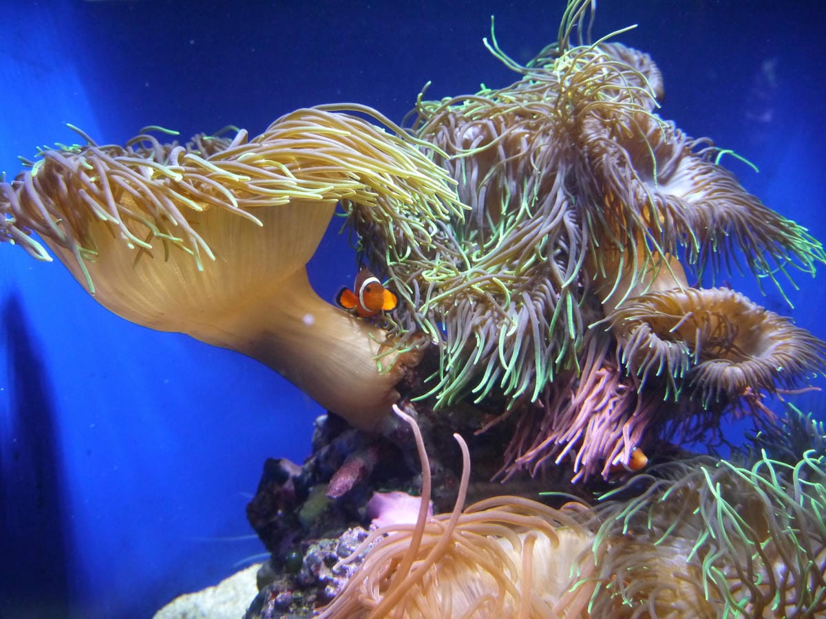 California Academy of Sciences