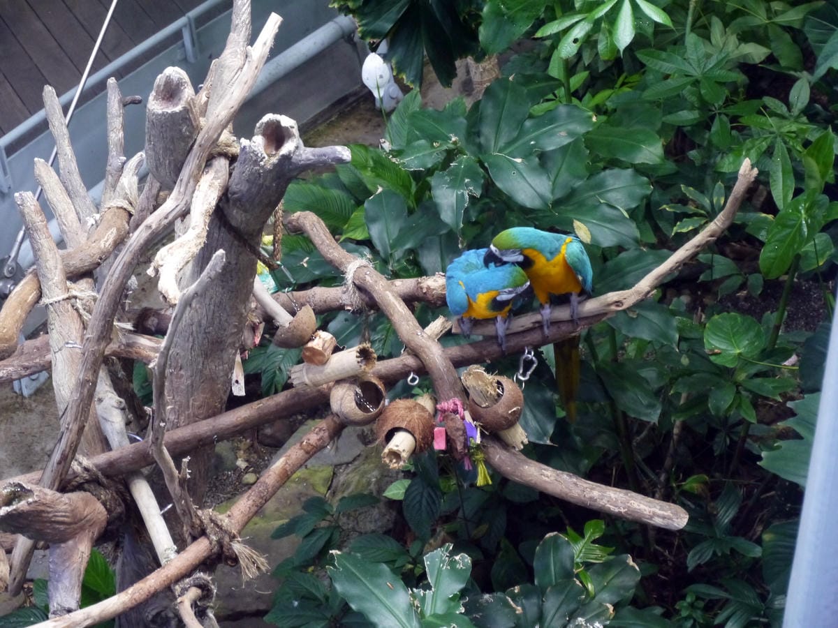 California Academy of Sciences
