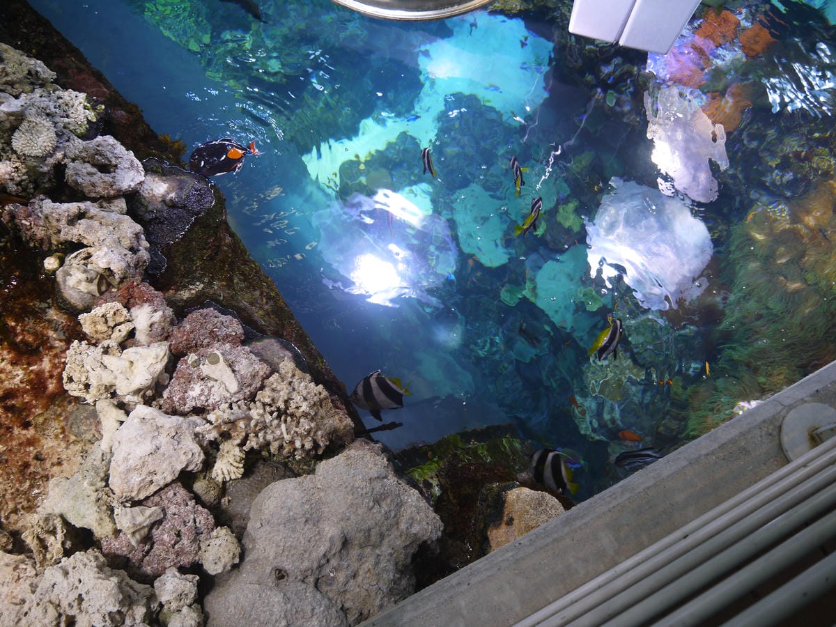 California Academy of Sciences