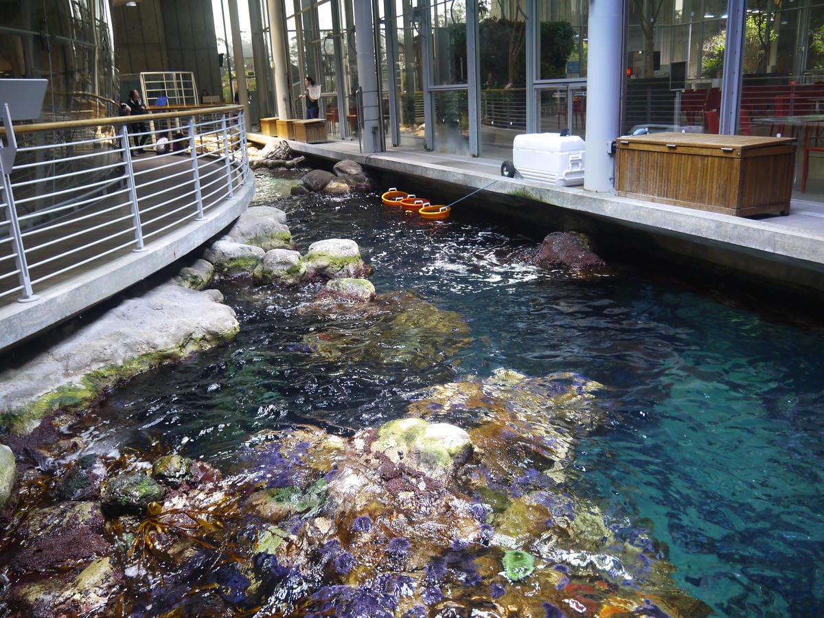 California Academy of Sciences