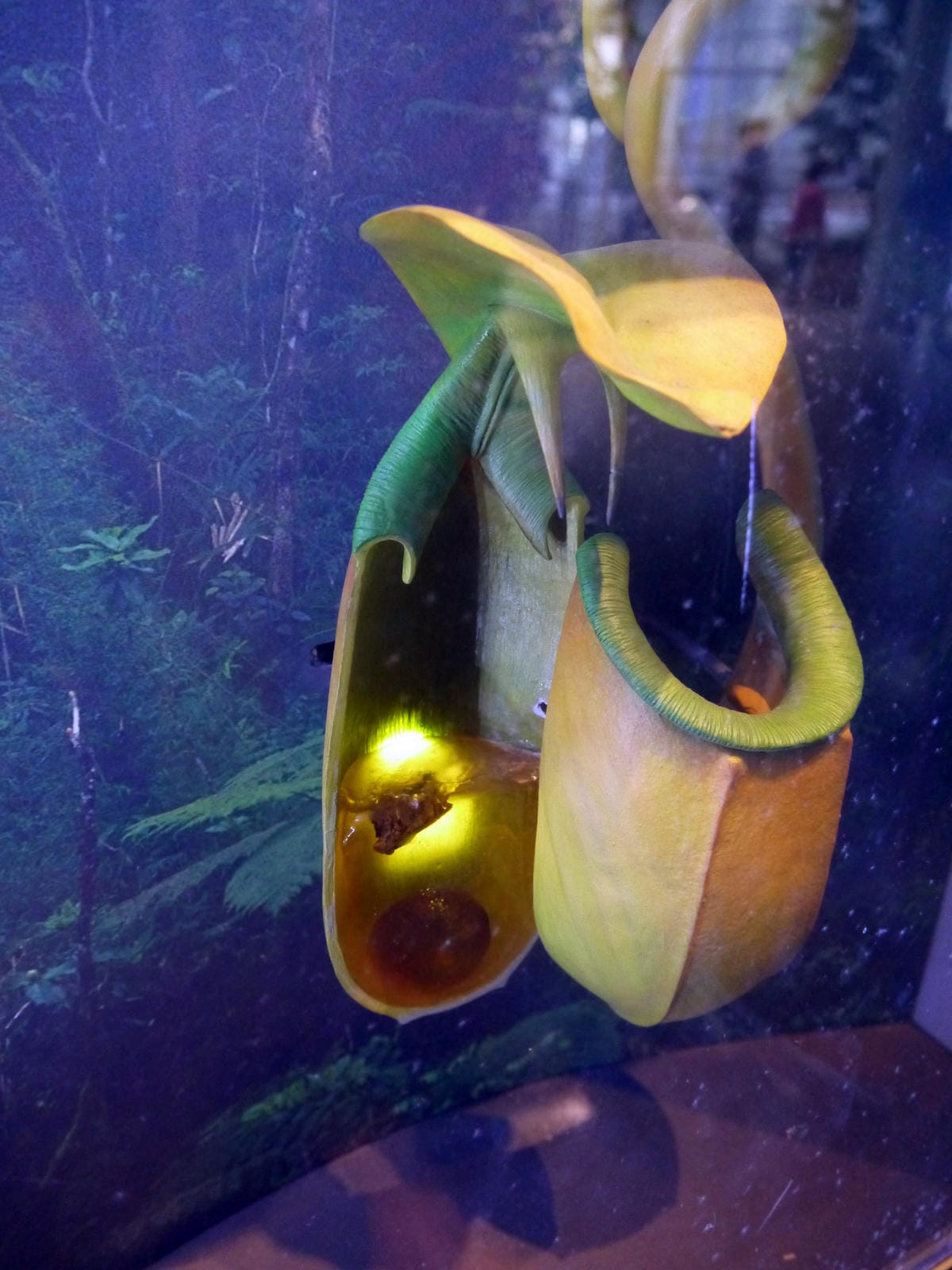 California Academy of Sciences
