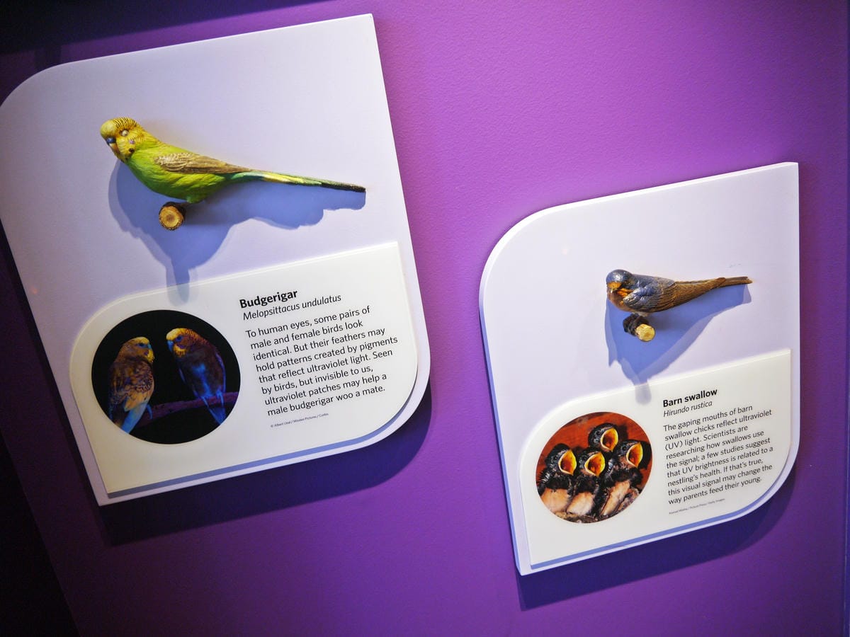 California Academy of Sciences