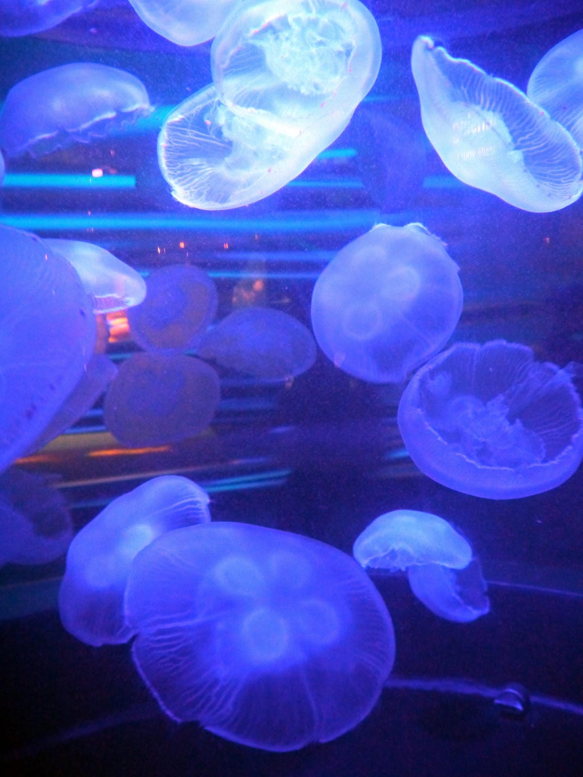 California Academy of Sciences