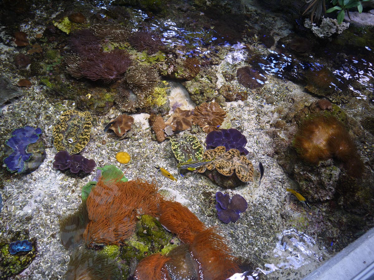 California Academy of Sciences