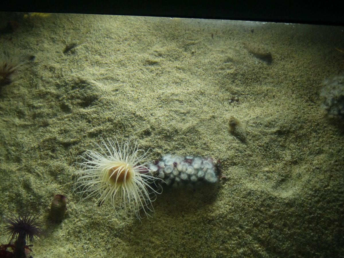 California Academy of Sciences