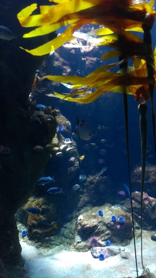 California Academy of Sciences