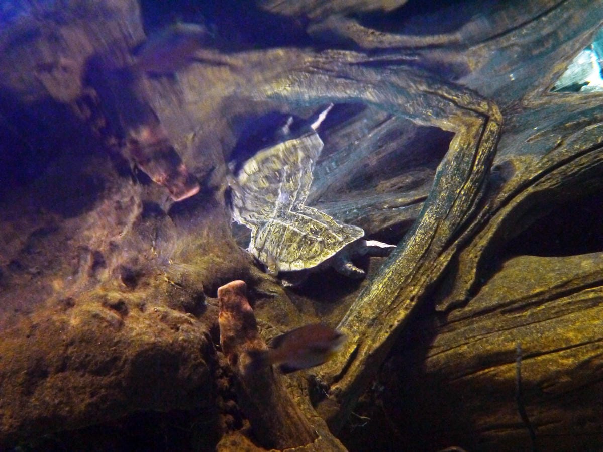 California Academy of Sciences