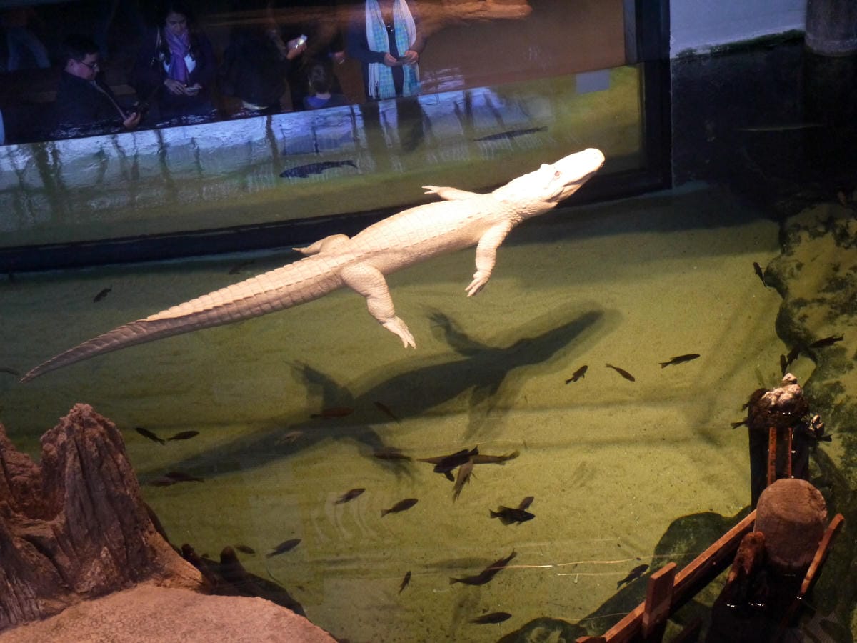 California Academy of Sciences