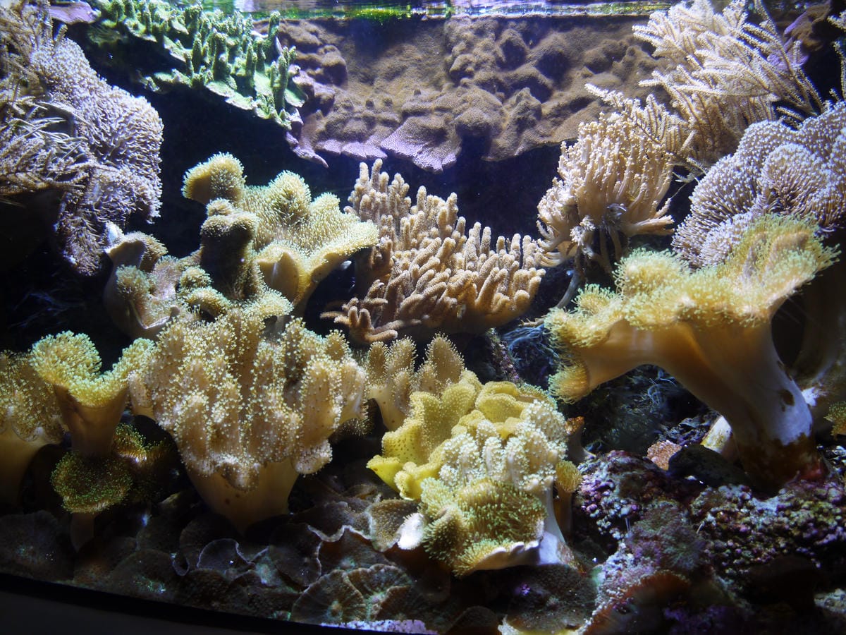 California Academy of Sciences
