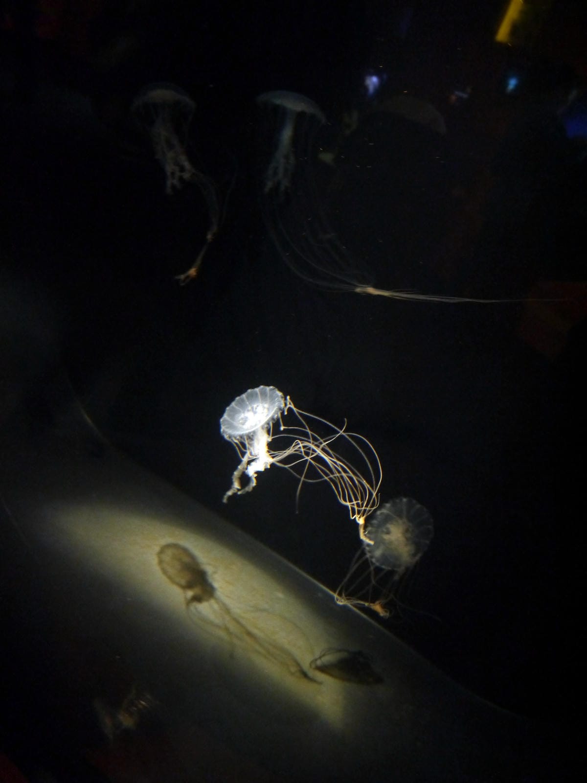 California Academy of Sciences