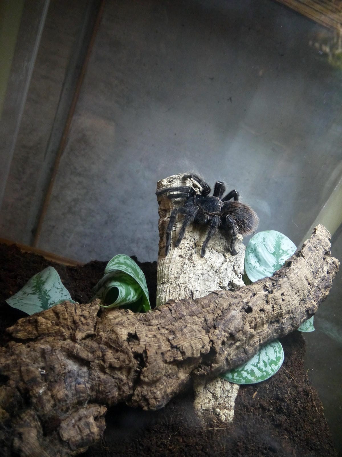 California Academy of Sciences