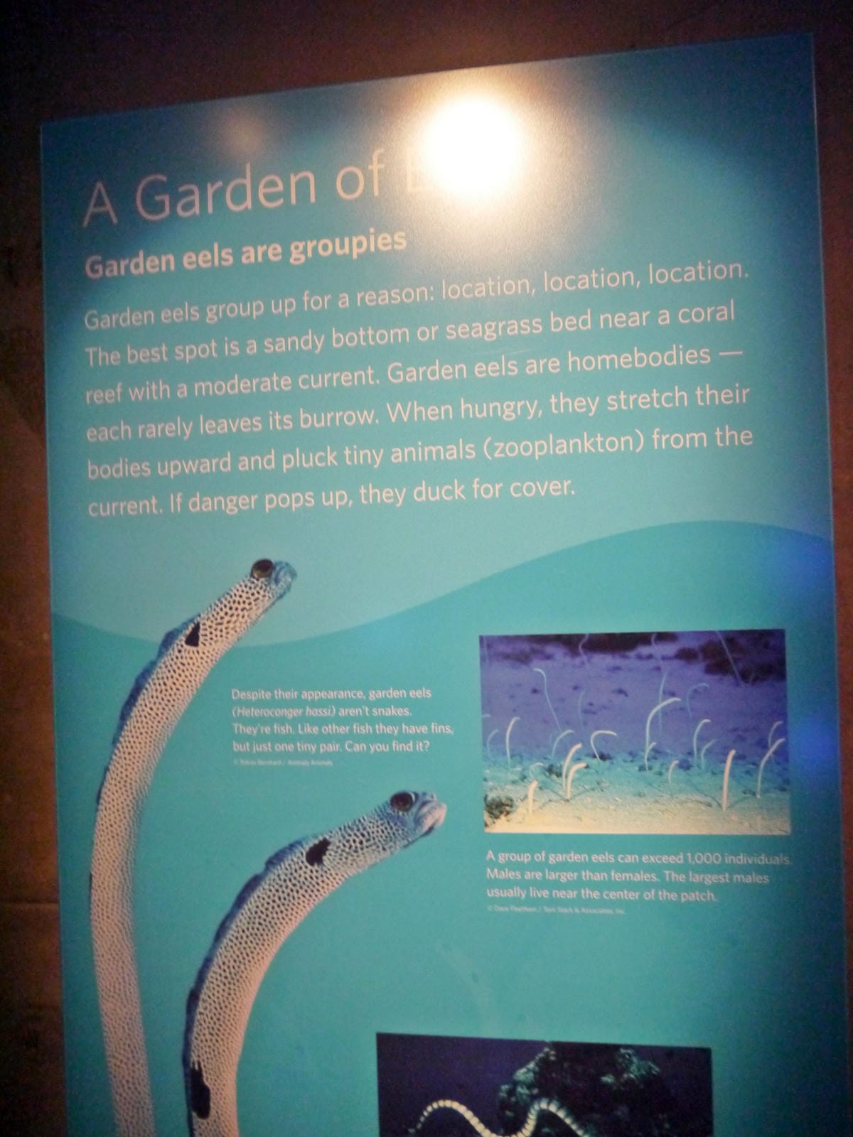 California Academy of Sciences