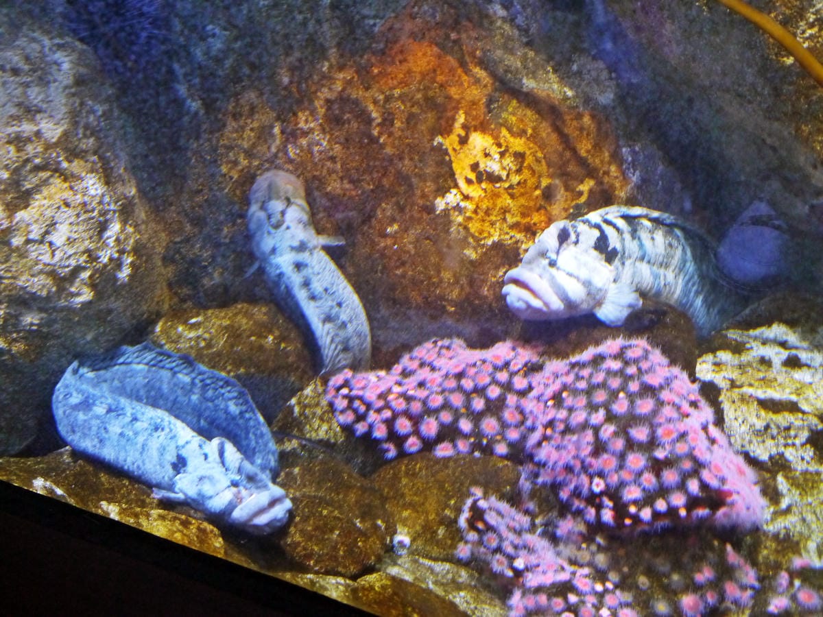 California Academy of Sciences