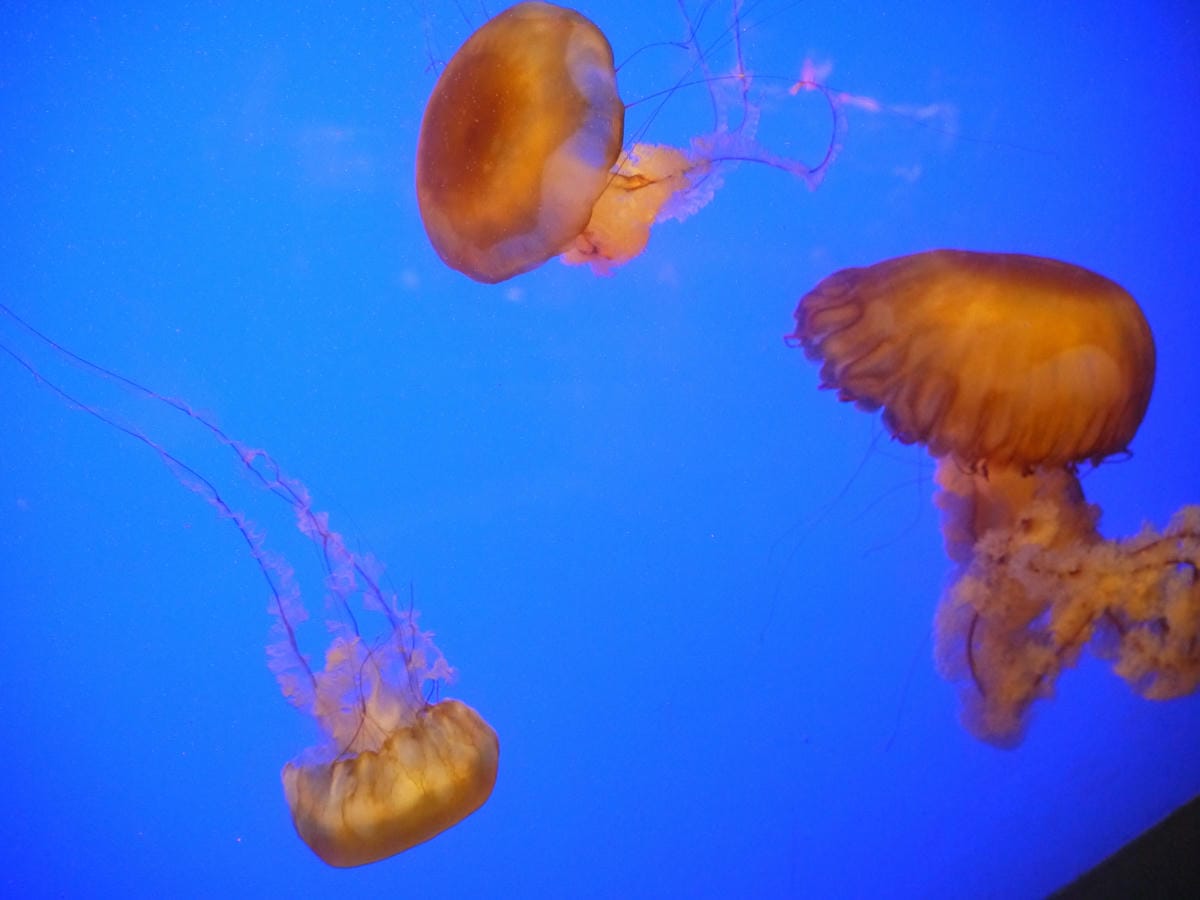 California Academy of Sciences