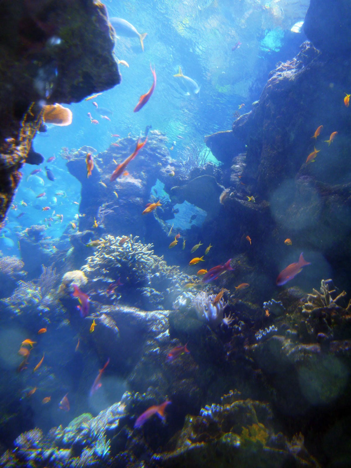 California Academy of Sciences