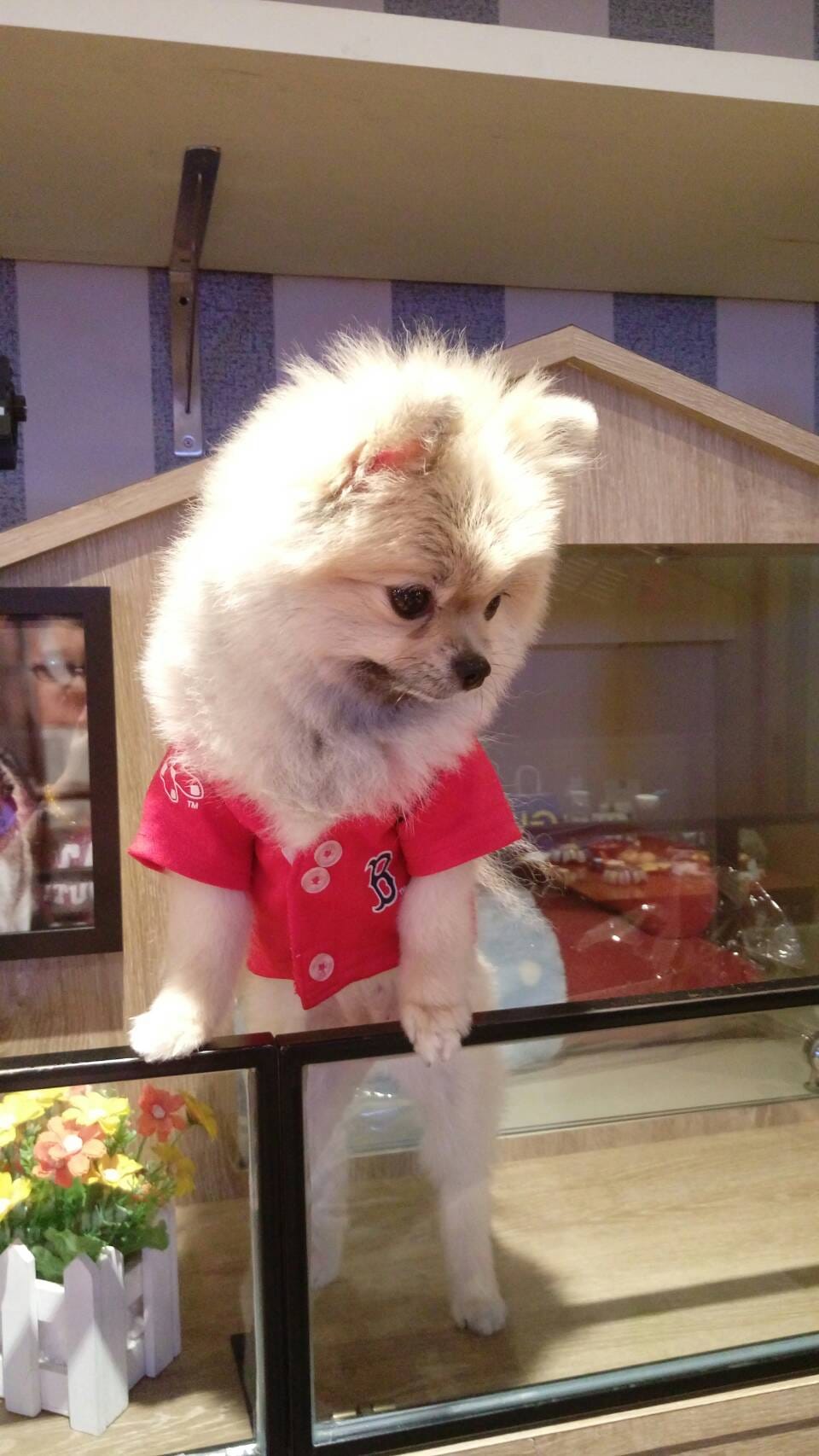 Paw Tutti Cafe Paw Tutti Cafe