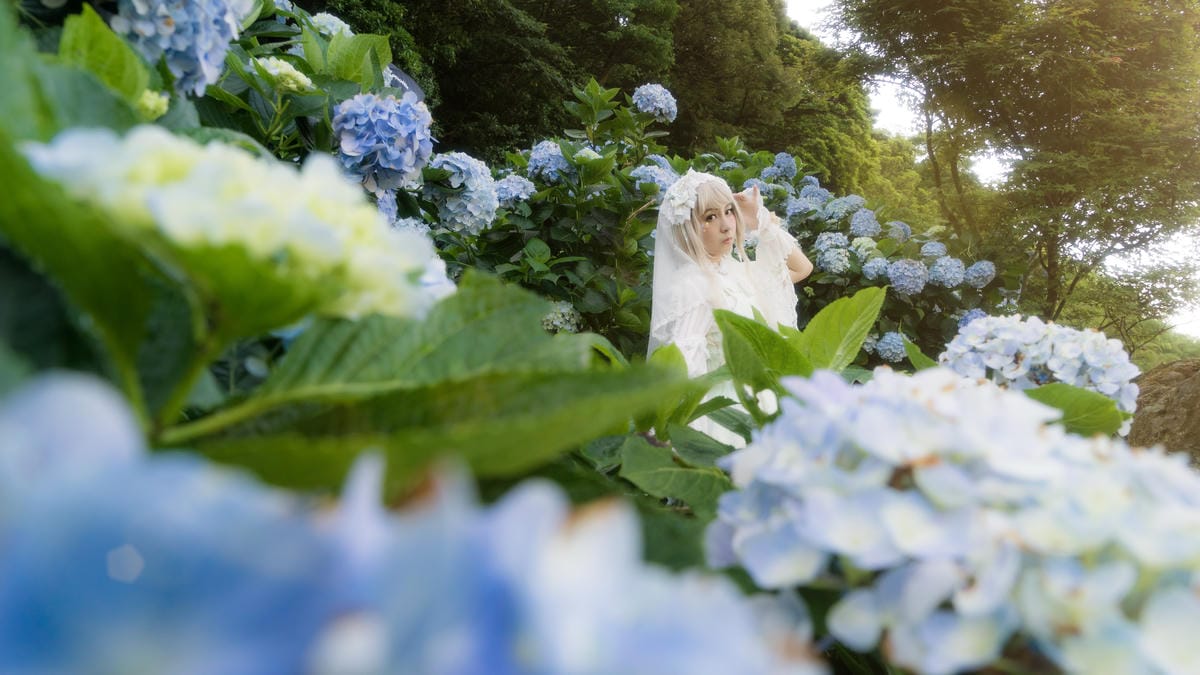 2017繡球花