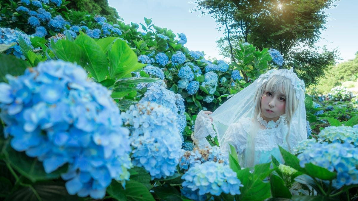 2017繡球花