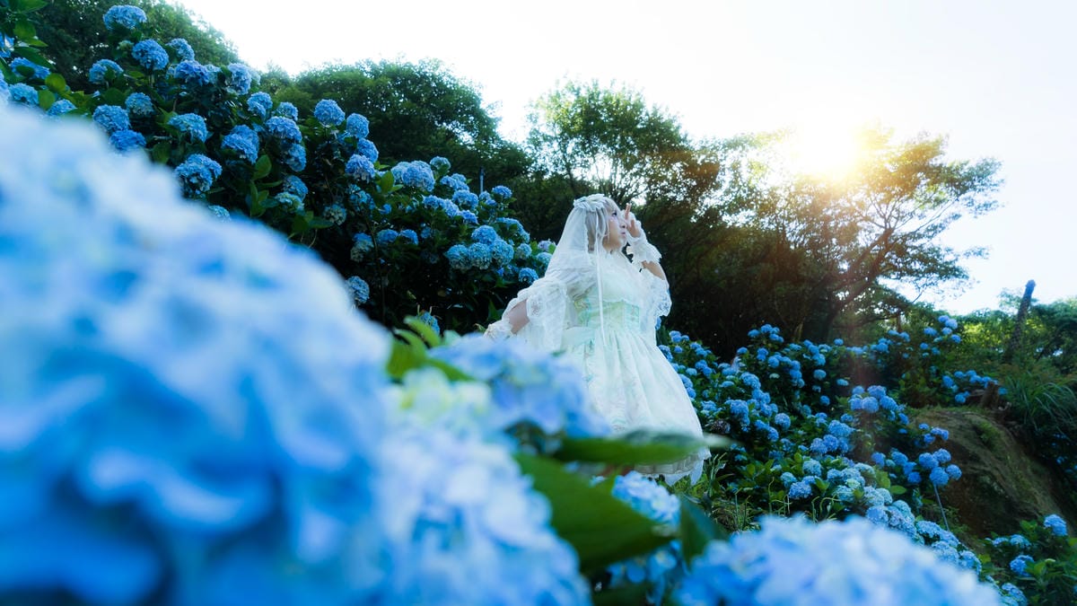 2017繡球花