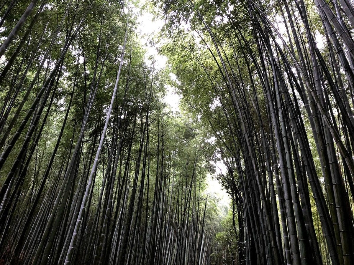天龍寺 天龍寺