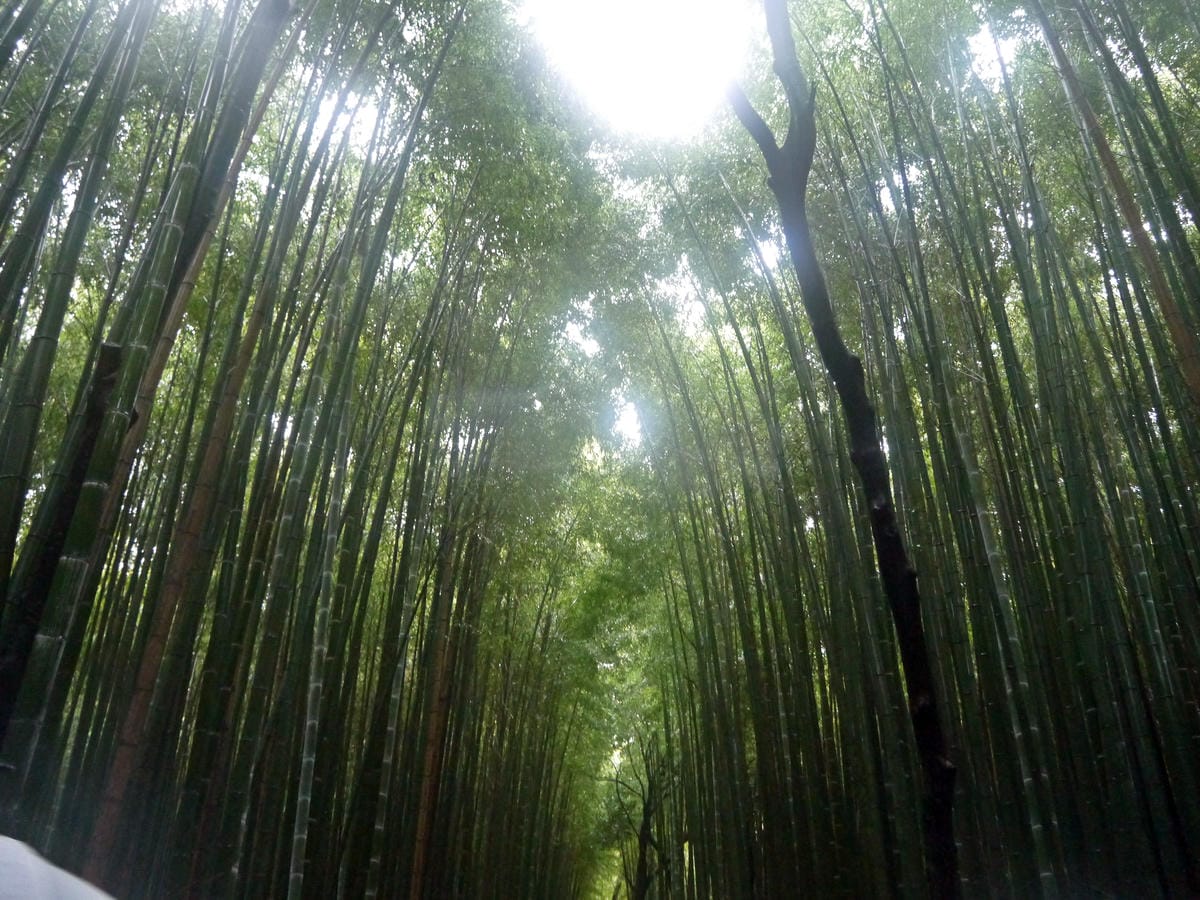 嵯峨野 竹林の道 嵯峨野 竹林の道