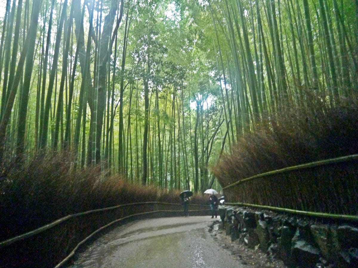 嵯峨野 竹林の道 嵯峨野 竹林の道