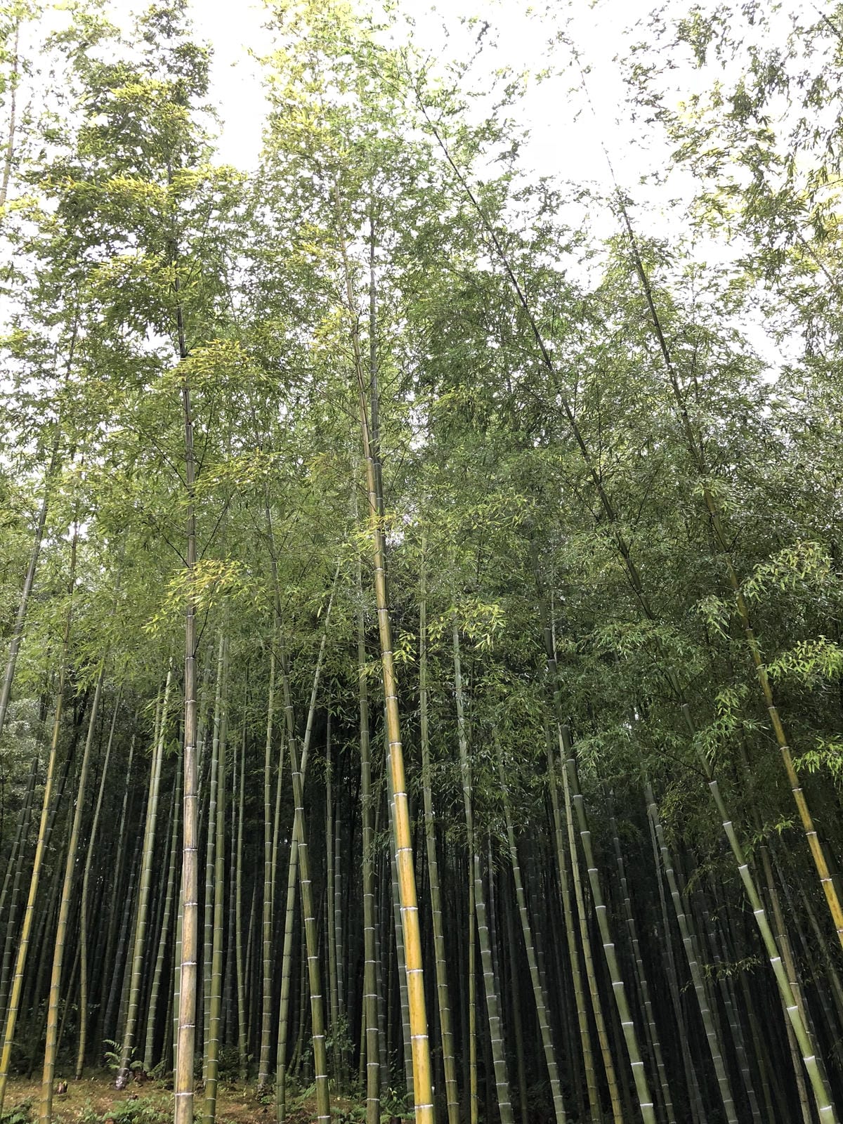 嵯峨野 竹林の道 嵯峨野 竹林の道