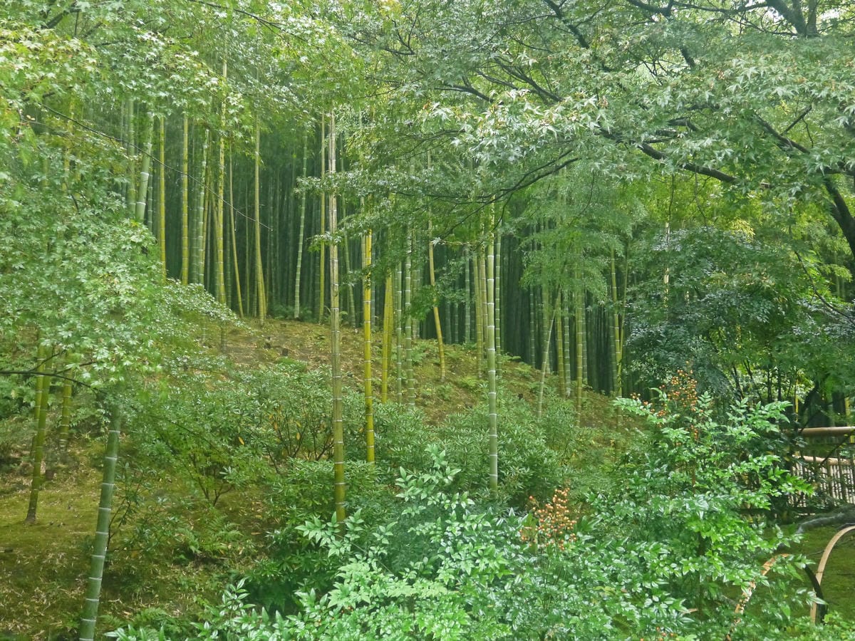 天龍寺 天龍寺